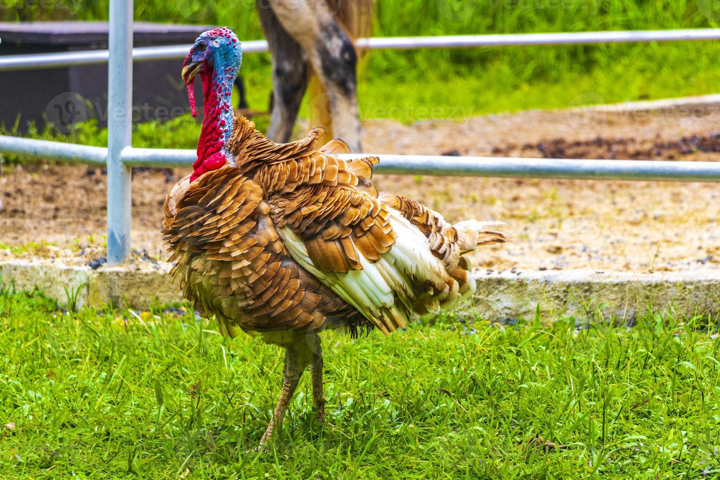 thailändischer garten und farm turkey chicken phuket thailand. foto