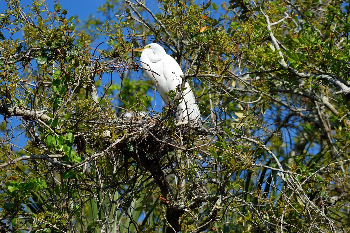 weißer Reiher an ihrem Nest foto