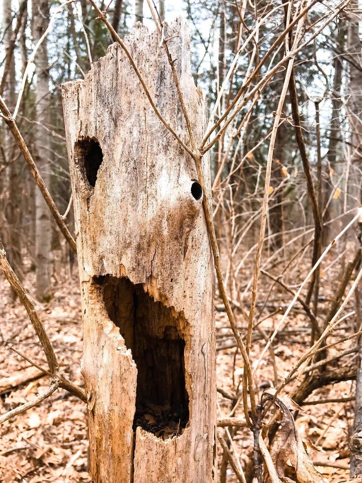 ein ausgehöhlter Baum foto