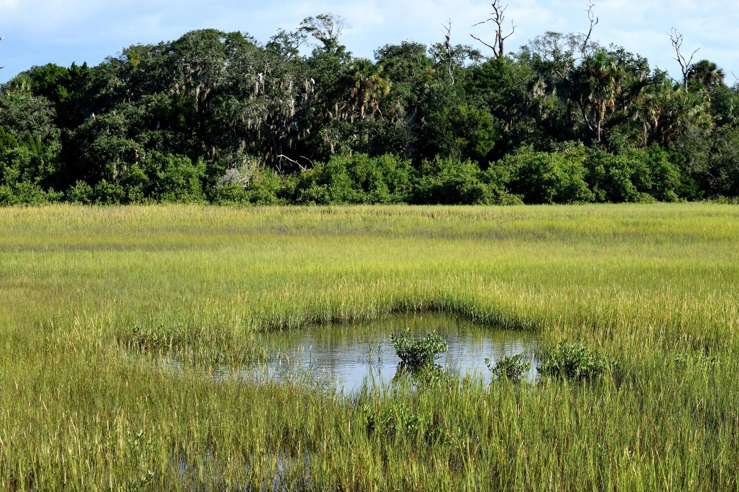Feuchtgebiet in Florida foto