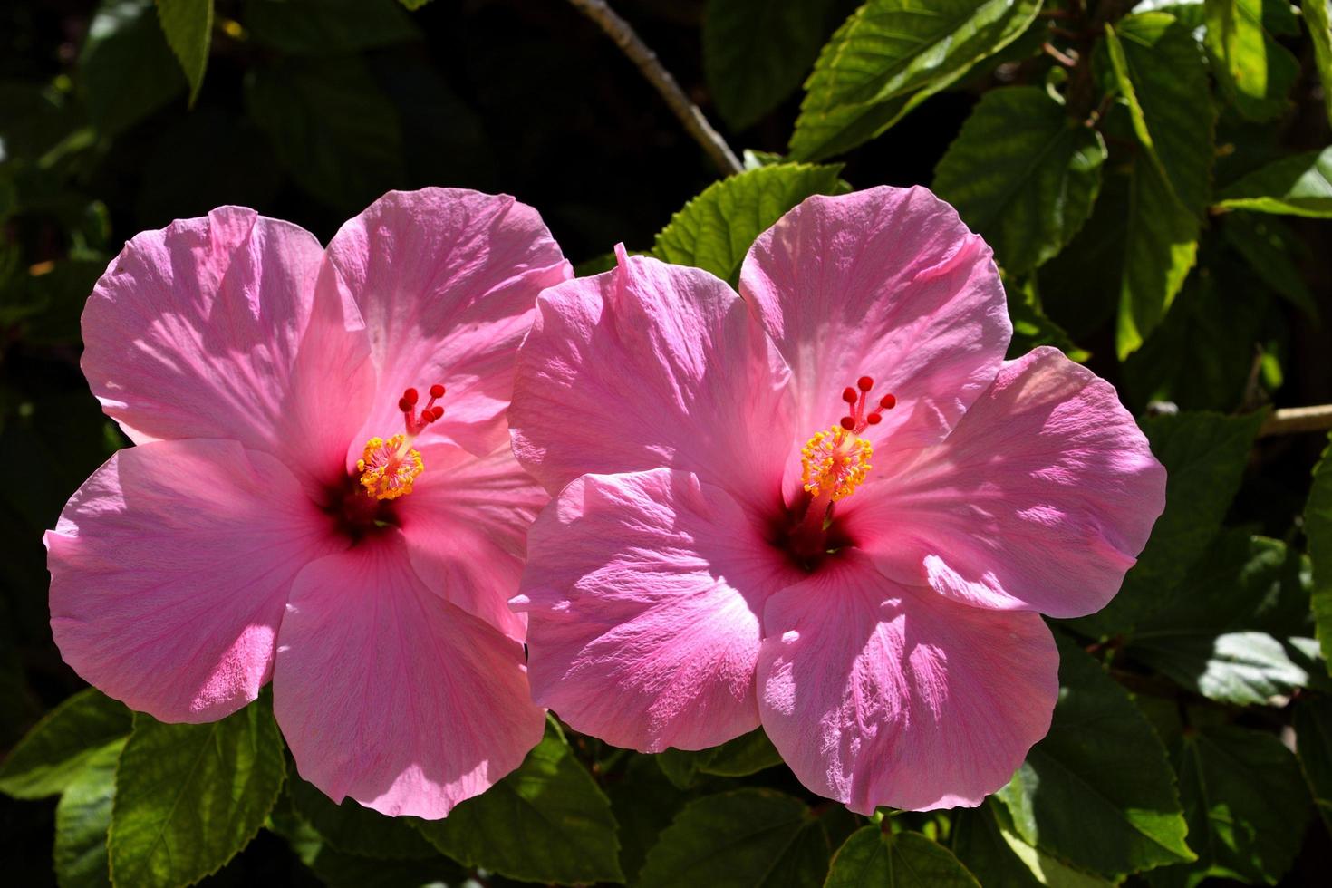 rosa Hibiskus im Garten foto