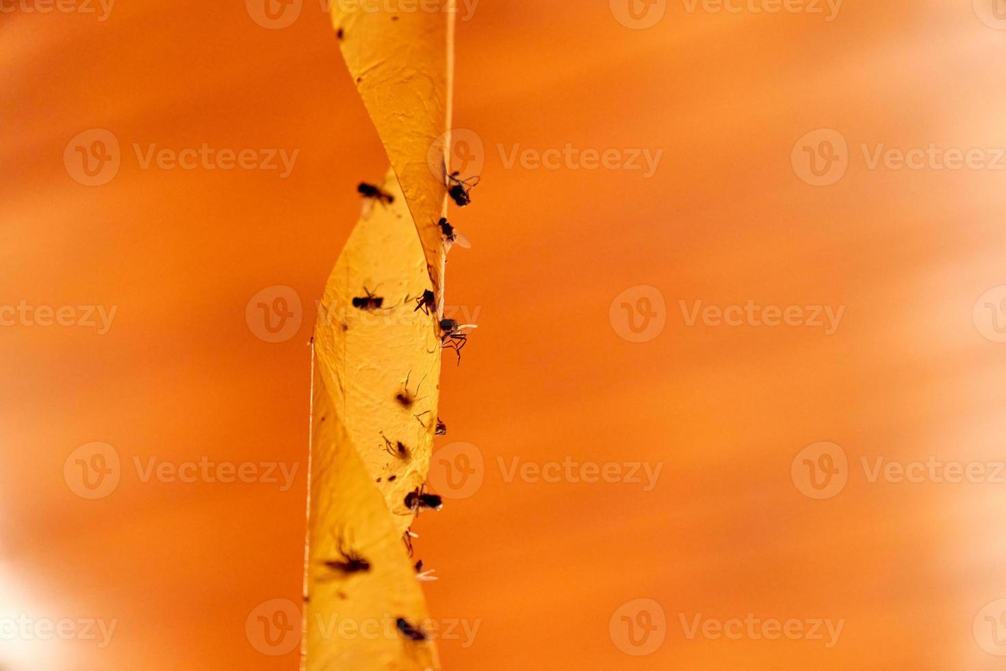 Tote Fliegen auf Klebeband, orangefarbener Hintergrund. foto
