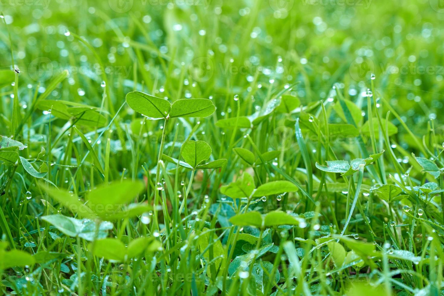 grünes gras bedeckt mit frischem morgentau, selektiver fokus. foto