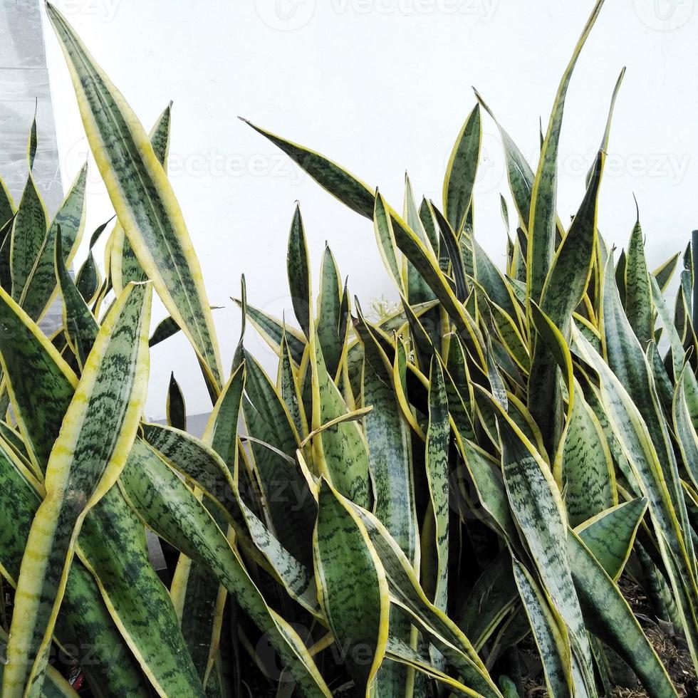 Sansevieria Trifasciata Zierpflanze oder Lidah Mertua in Indonesien, gepflanzt im Hof des Hauses, um den Hof schöner aussehen zu lassen foto