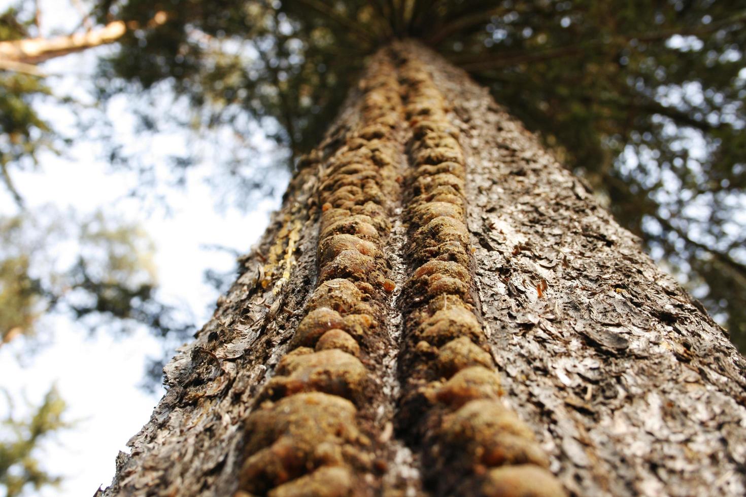 zu einem Baum hochschauen foto