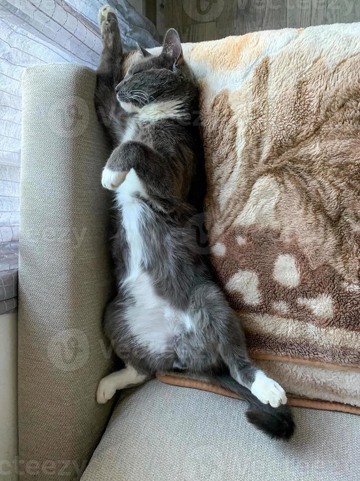 graue Katze, die auf einer Decke schläft 2 foto