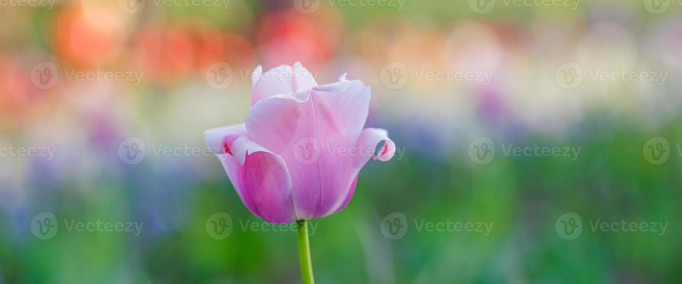 nahaufnahme frühlingsblumen banner, tulpe, ostern bokeh hintergrund. schöne tulpenblüte im stadtpark oder garten in der frühlingssaison. Blumenbanner, panoramische weite Landschaft. weiches Sonnenlicht, Pastellfarben lieben foto