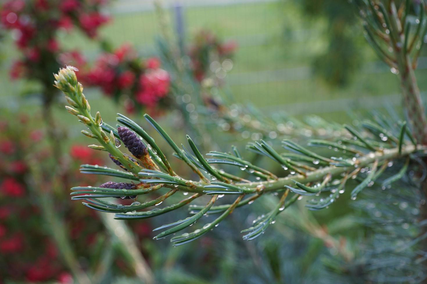 Tannenzweig mit Wassertropfen foto