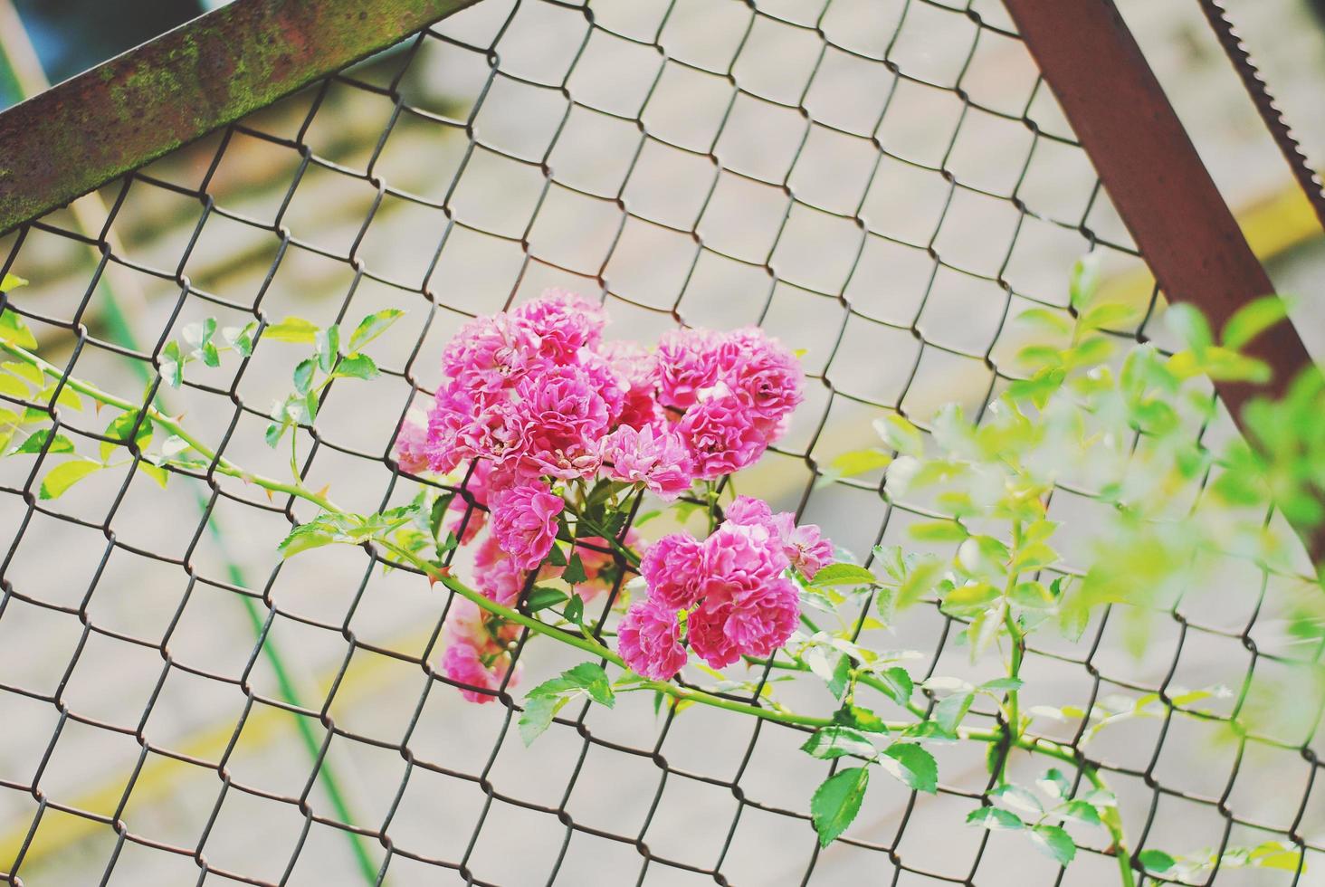 kleine rosa Rosen im Zaun foto
