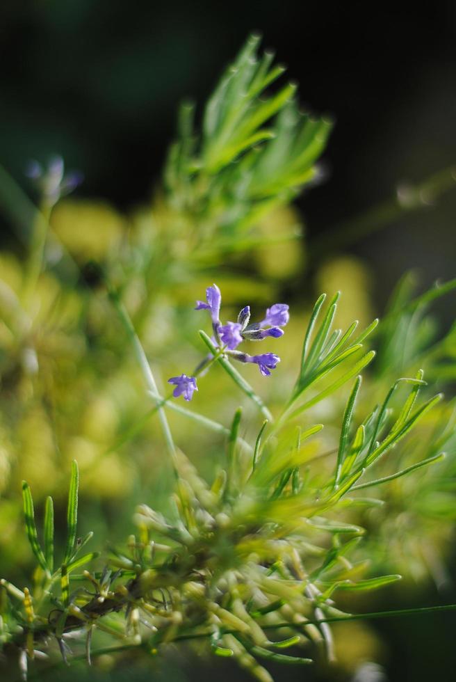 kleine einzelne Lavendelblüte foto