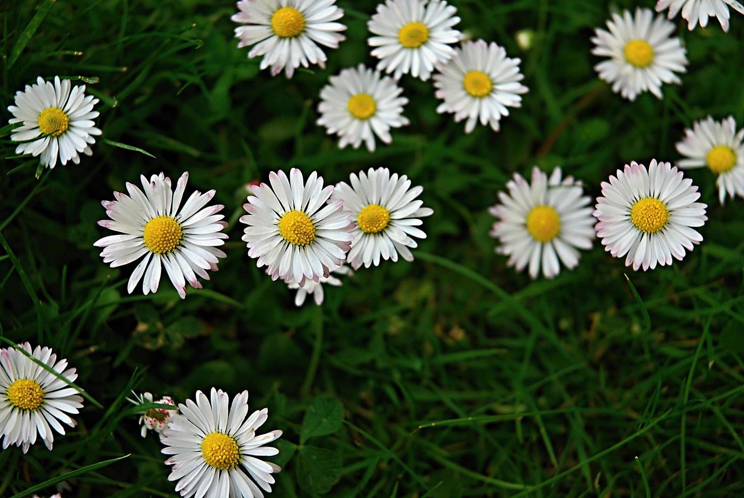 Nahaufnahme von Gänseblümchenblumen foto