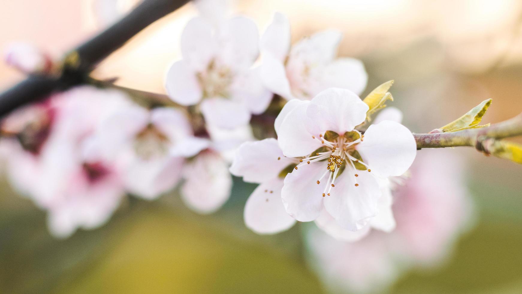 flacher Fokus der weißen Blüten foto