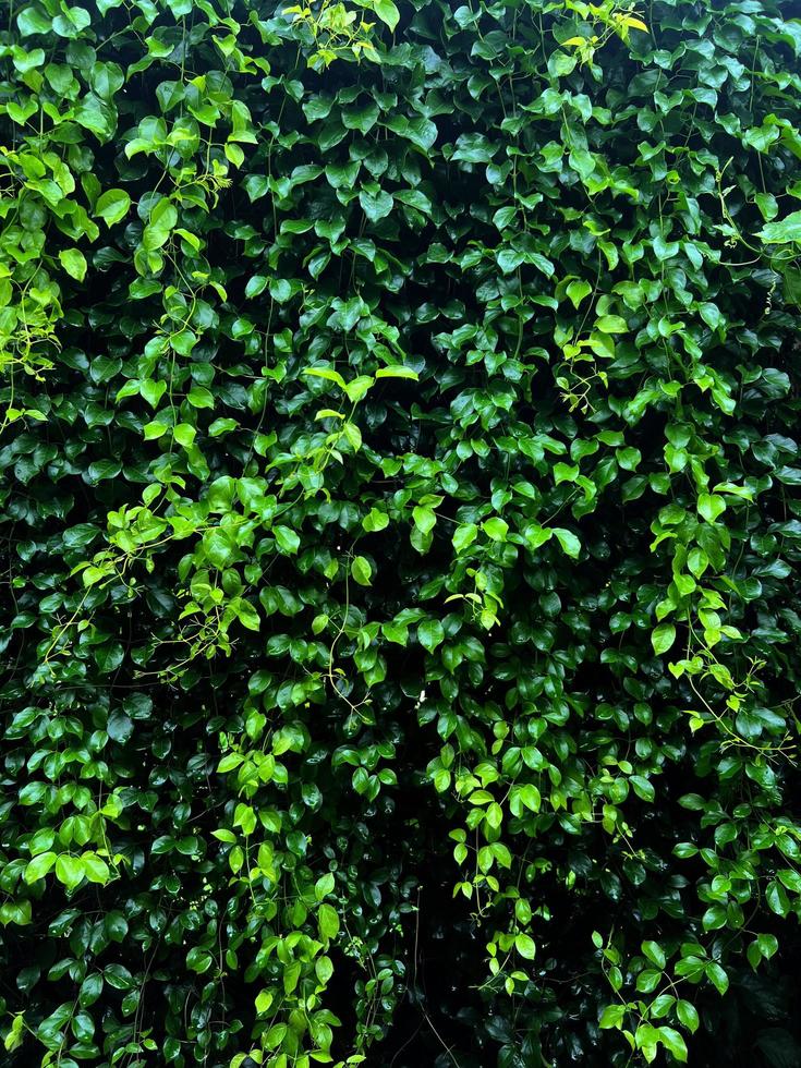 Pflanzenwand mit üppigen grünen Farben, verschiedene Pflanzen Waldgarten an Wänden Blatt verschiedene Farnblätter Dschungelpalme und Blumen schmücken im Garten Regenwaldhintergrund foto