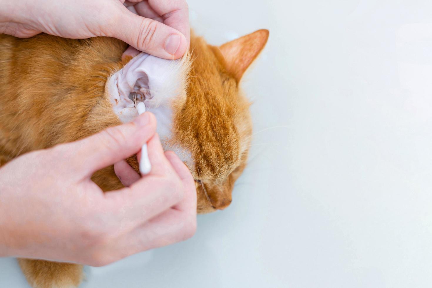 Frau verwendet ein Tuch, das Katzenohren reinigt, um Ingwerkatzen-Trockenreinigung für Tiere zu baden foto