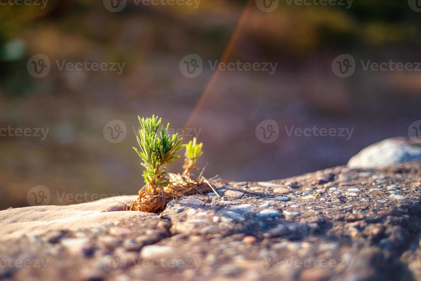 lebendiges Nahaufnahmefoto eines kleinen starken Sprösslings, der durchbricht und auf einem Stein wächst foto