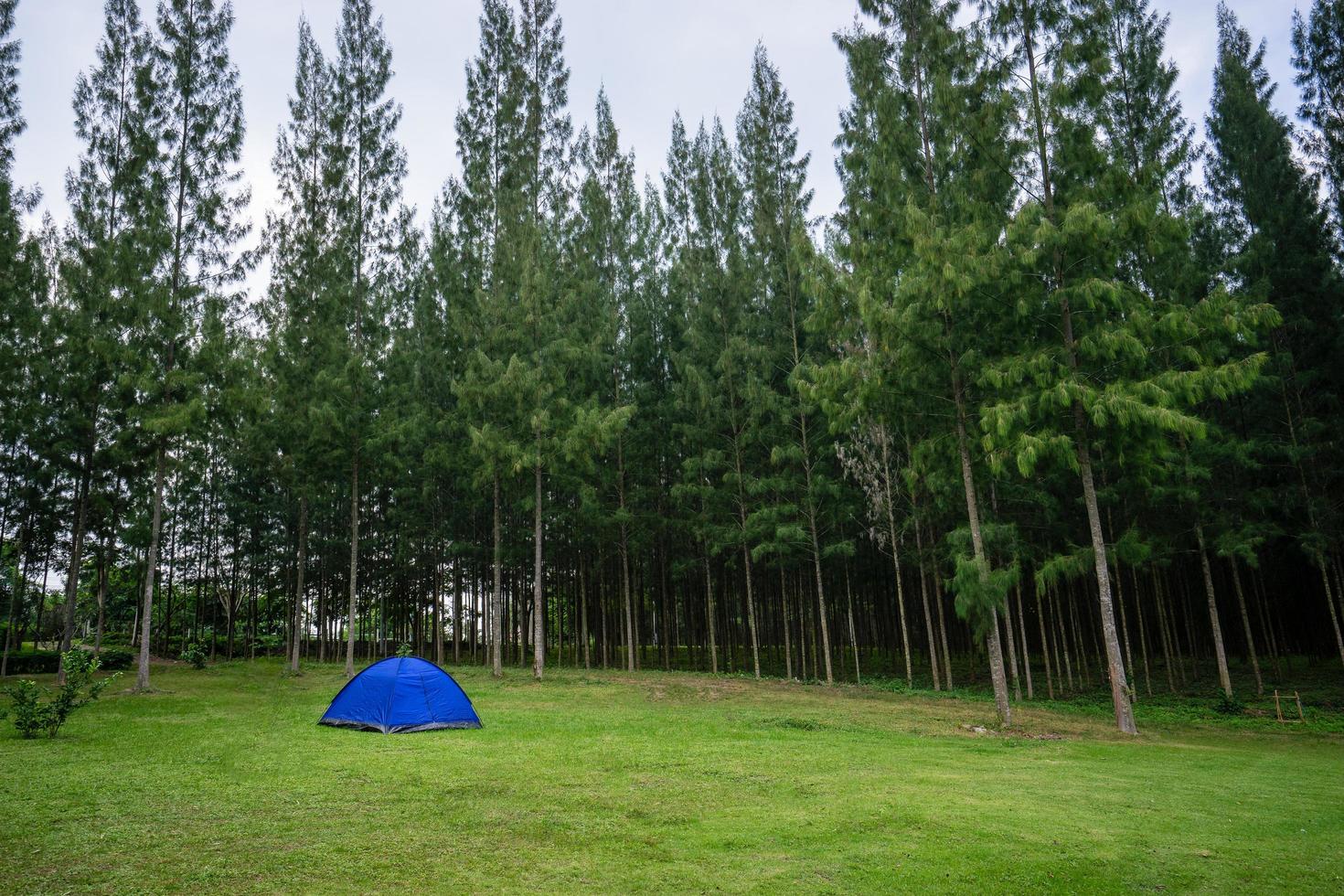 blaues Zelt im Wald foto