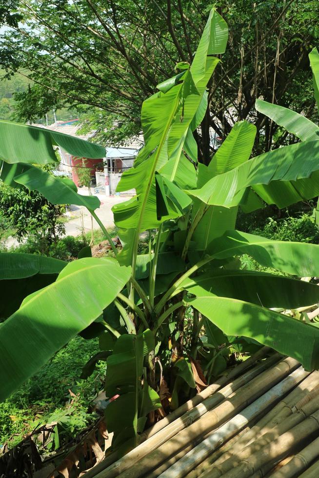 Bananenbaum mit grünen Blättern, die im Garten wachsen foto