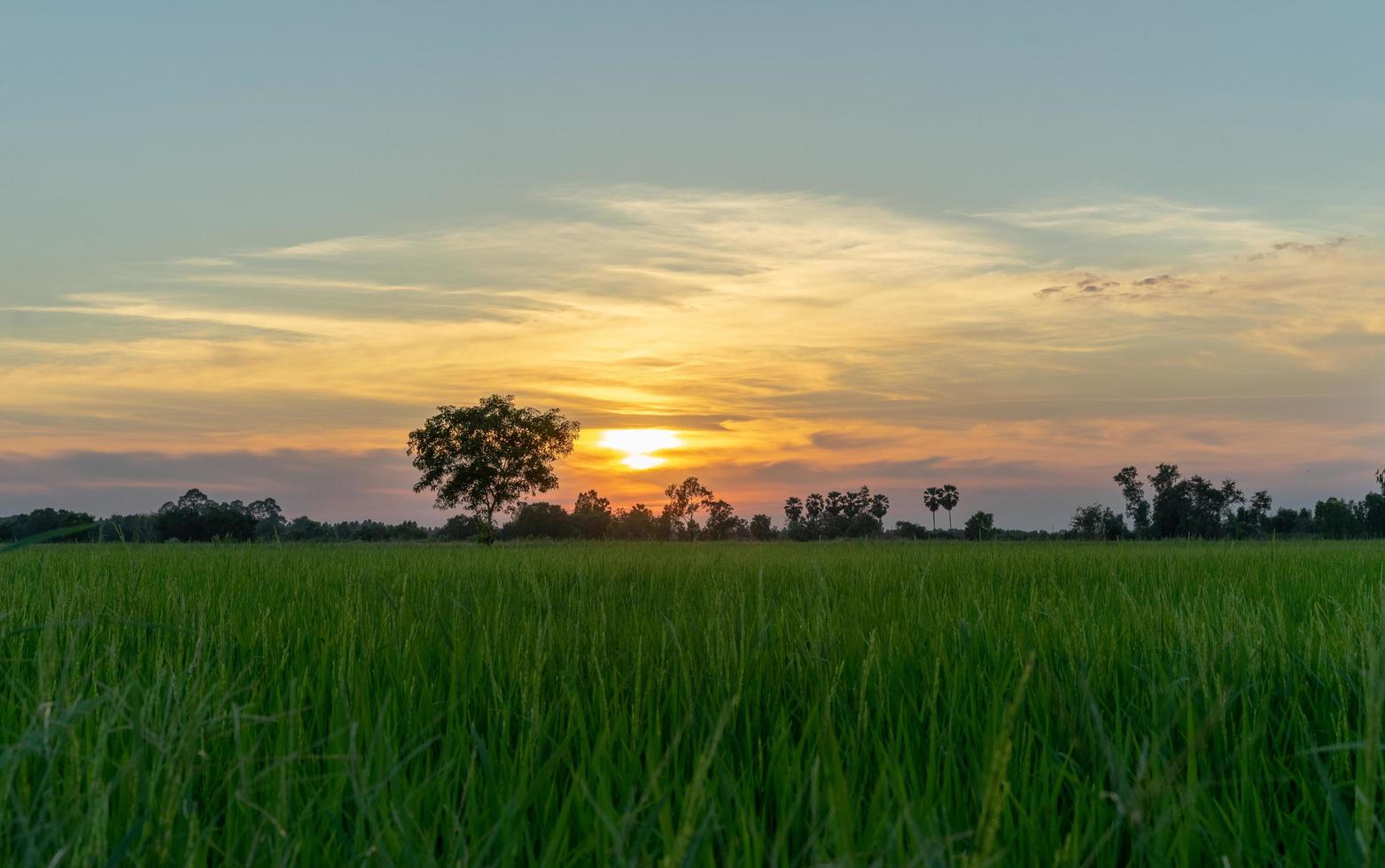 Sonnenuntergang über grünem Feld foto