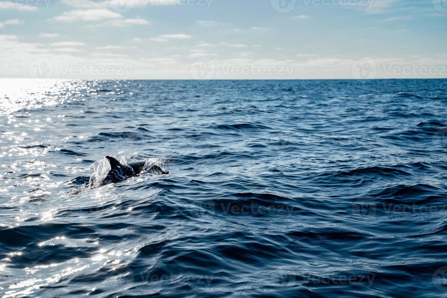 Delfinsilhouette, die im Ozean schwimmt foto