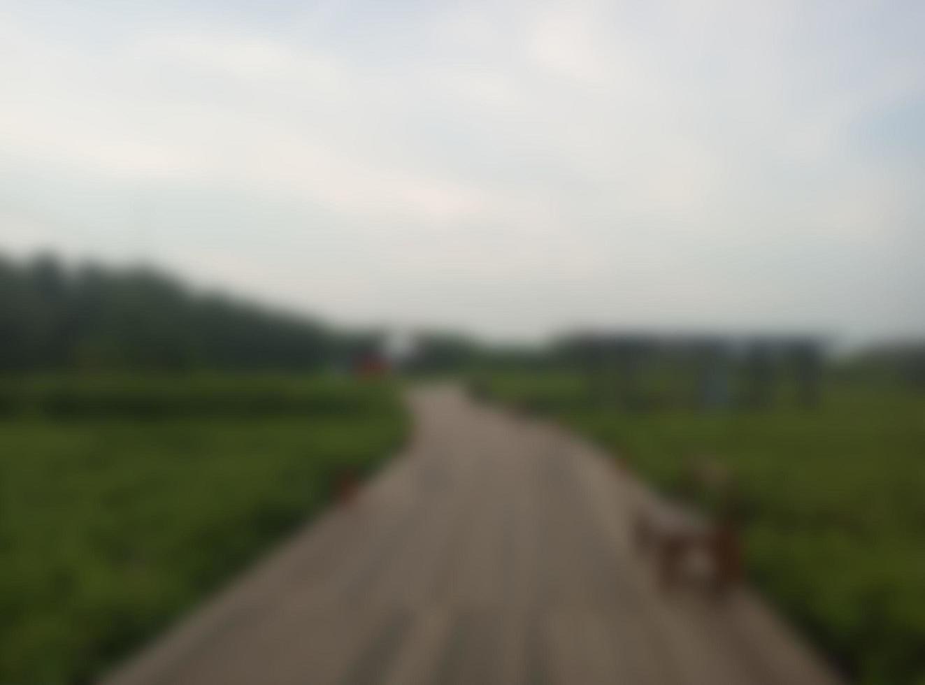 Defokussierter abstrakter Hintergrund eines Holzstegs mit Mangrovenhintergrund und blauem Himmel foto