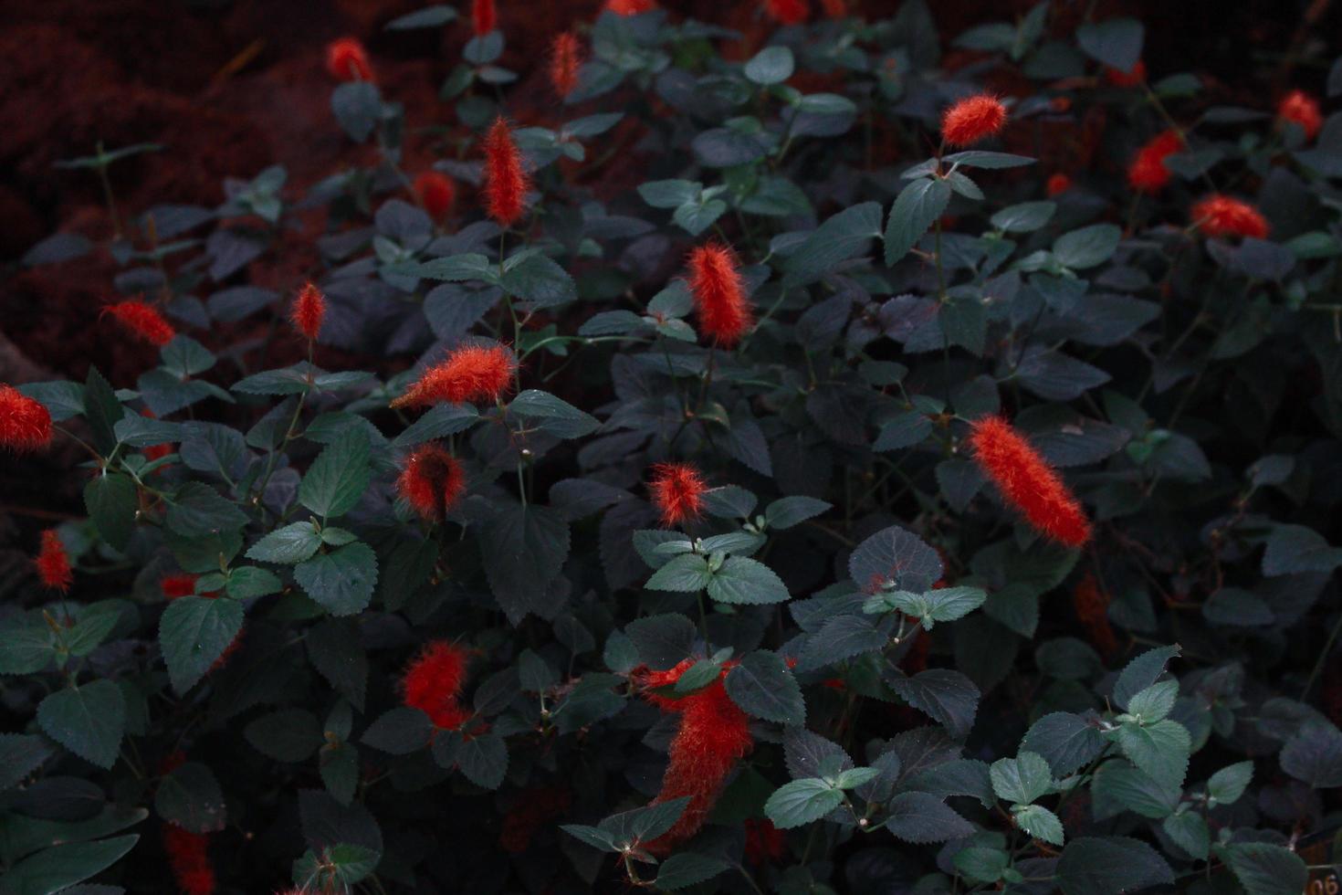 Nahaufnahme von Pflanzen mit roten Blüten foto