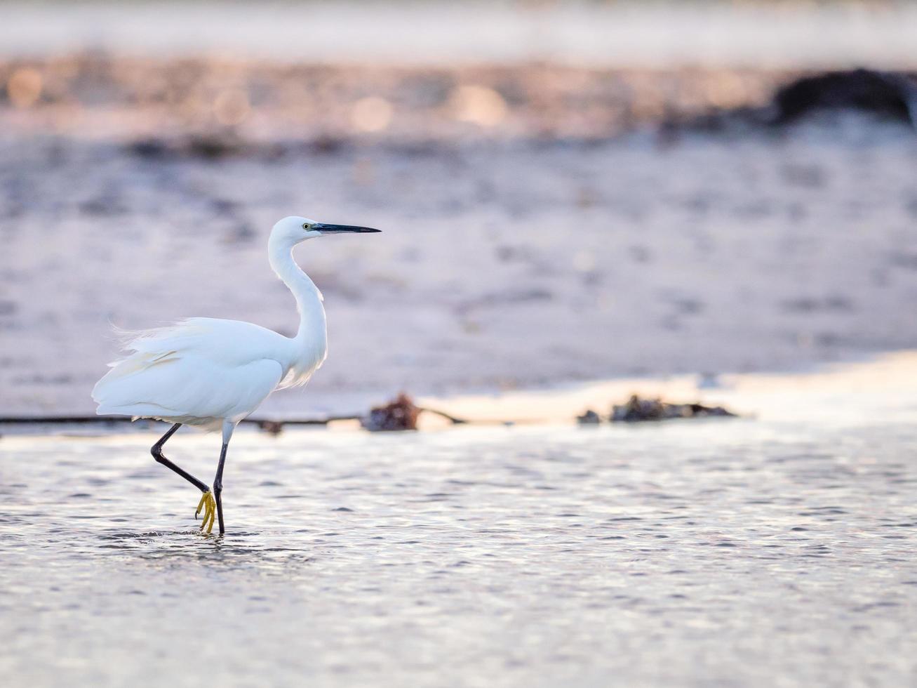 Silberreiher zu Fuß an einem Strand in Kapstadt foto