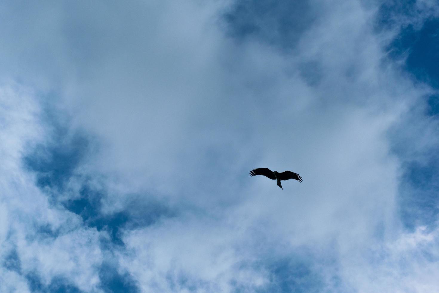 schwarzer Vogel fliegt foto