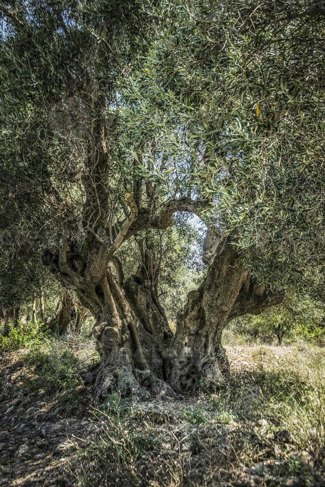 Ein alter Olivenbaum auf Kefalonia in Griechenland foto