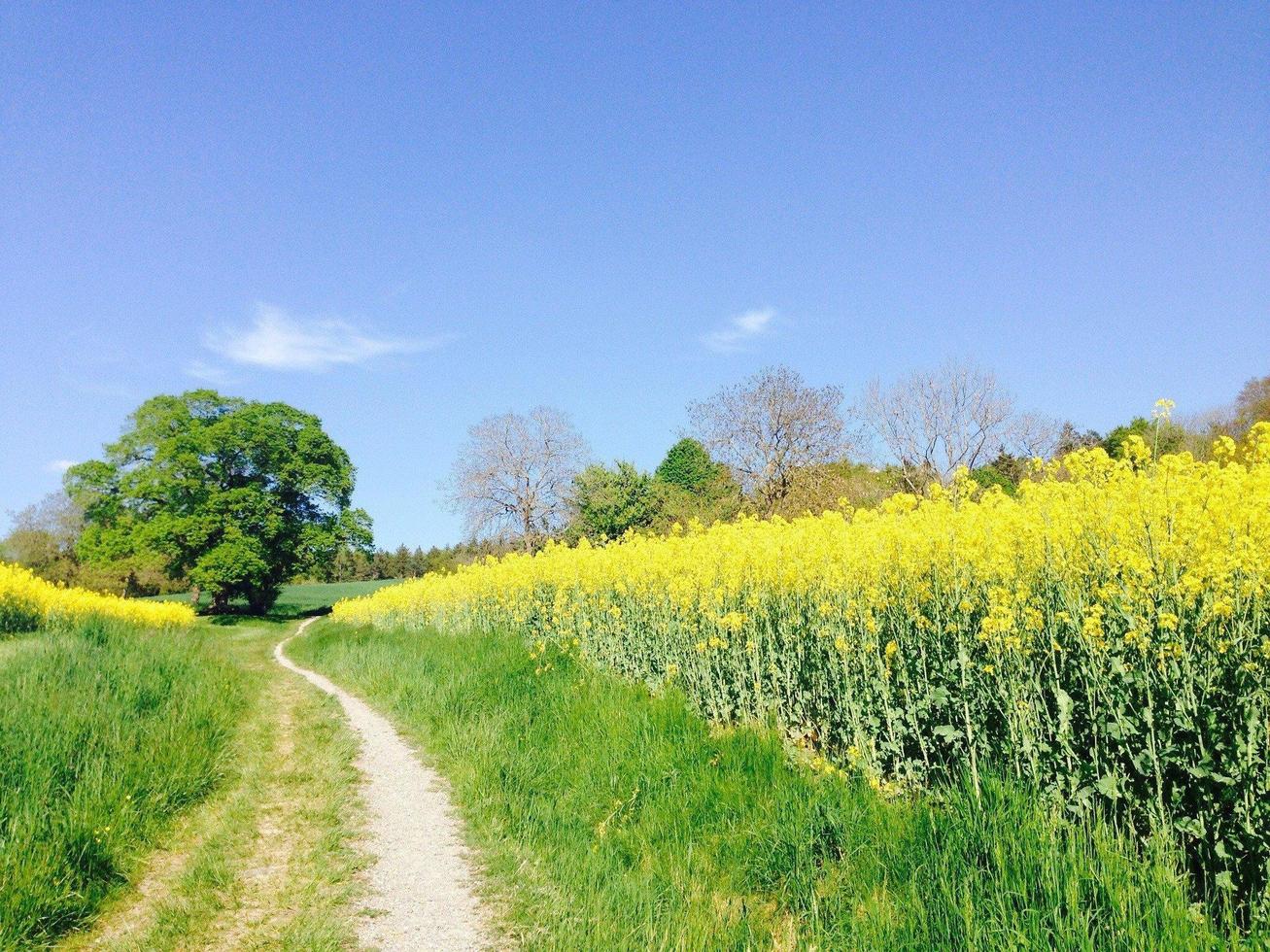 Feld der Raps foto