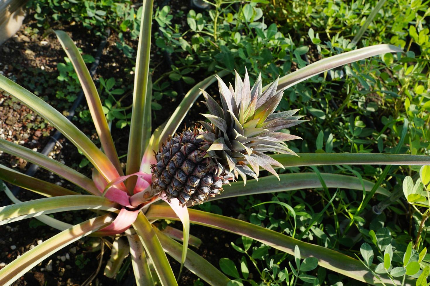 Ananas im Sonnenschein foto