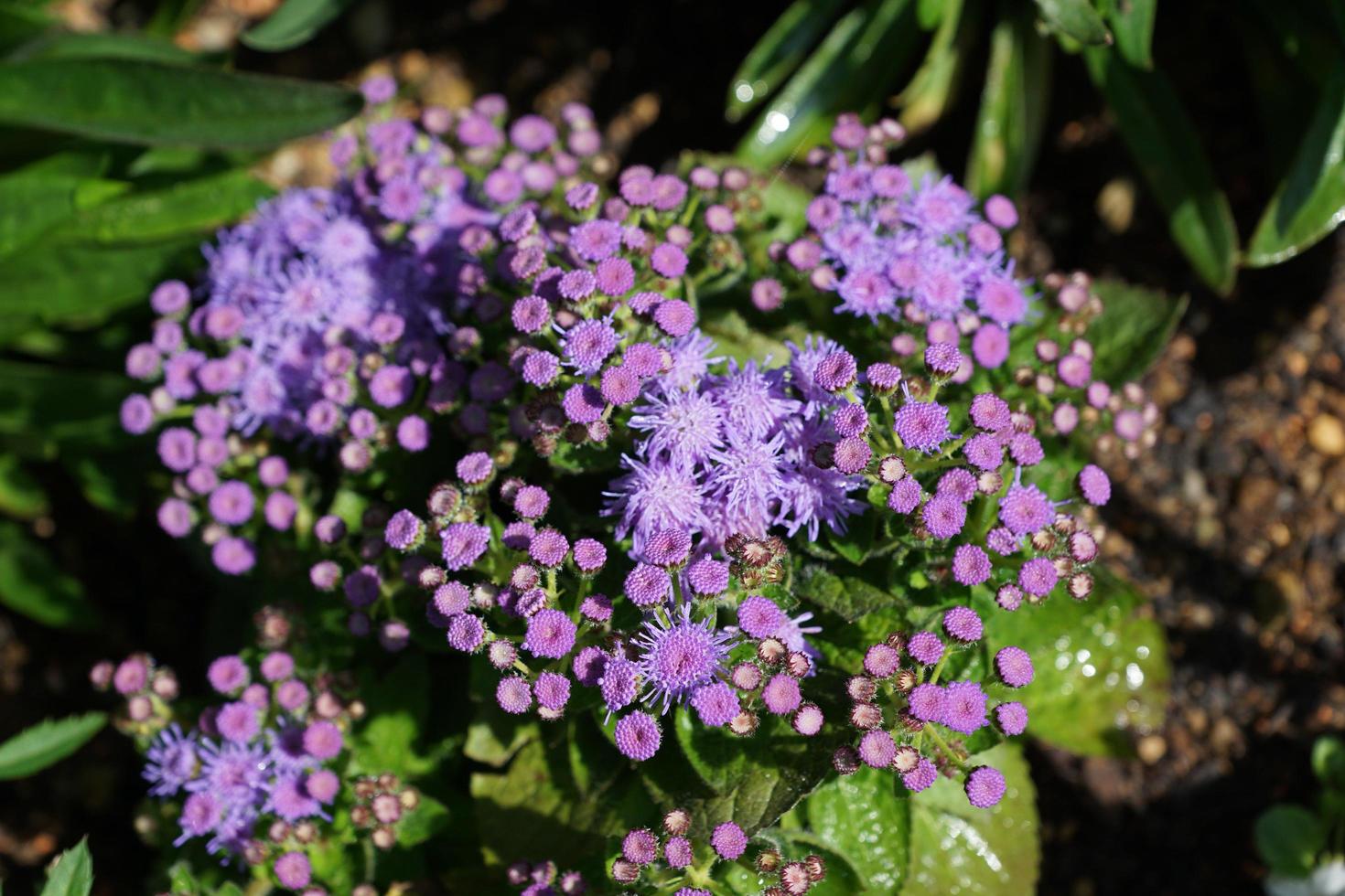 lila Blumen im Park foto