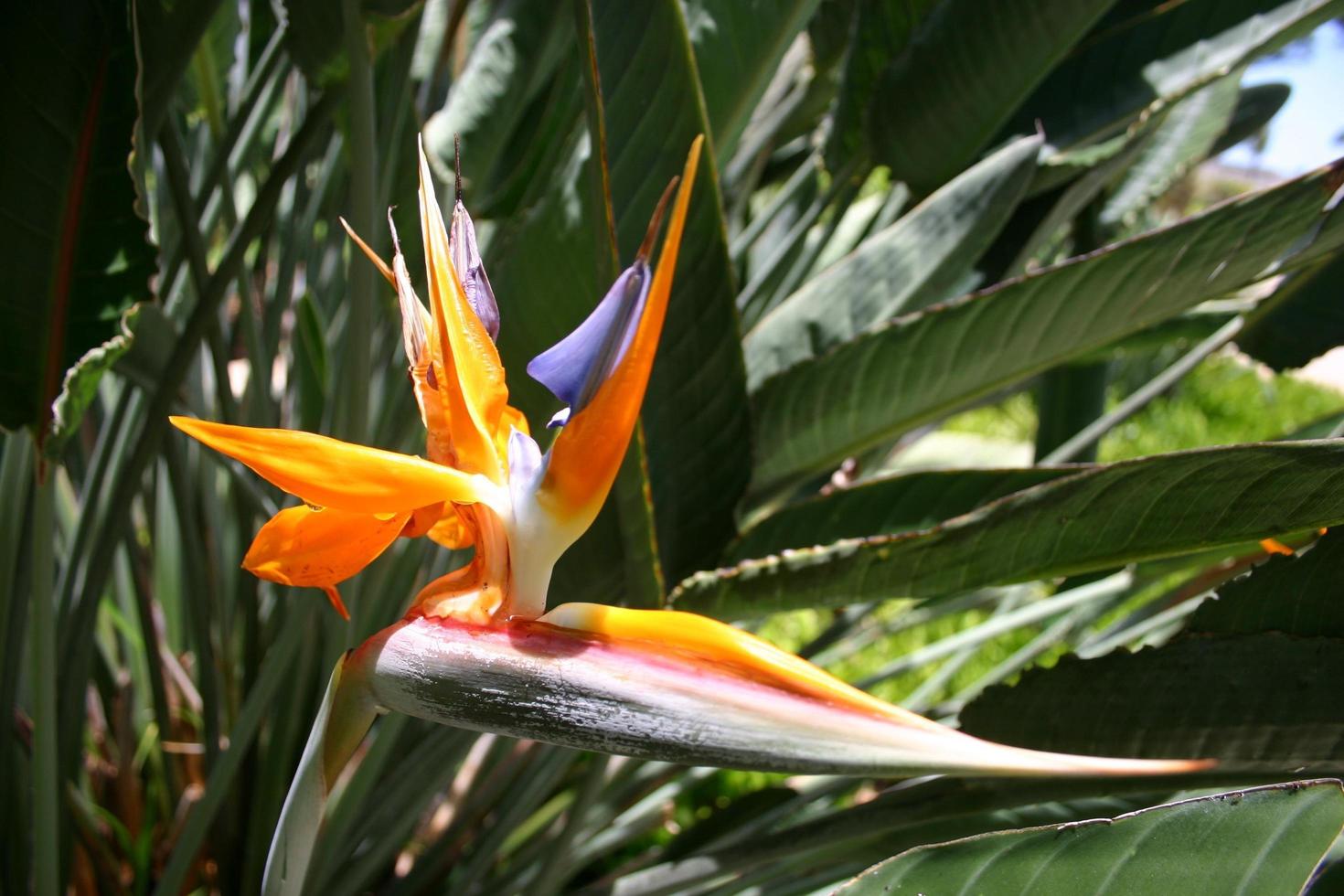 Paradiesvogel Blume foto