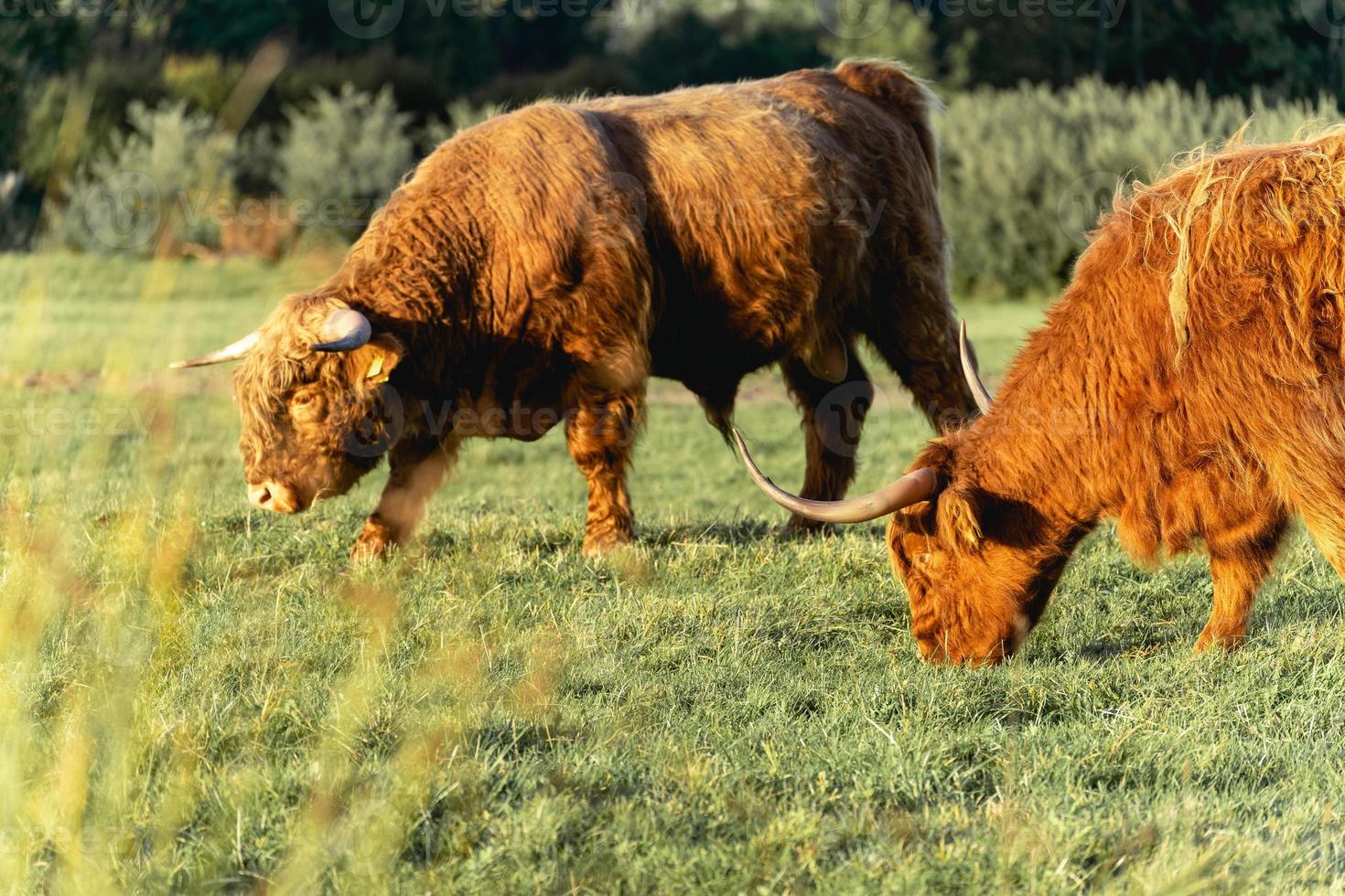 Highlander-Kühe in den Dünen von Wassenaar in den Niederlanden. foto