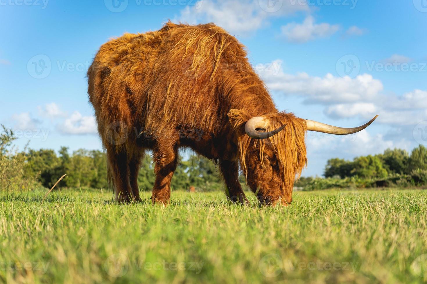 Highlander-Kühe in den Dünen von Wassenaar in den Niederlanden. foto