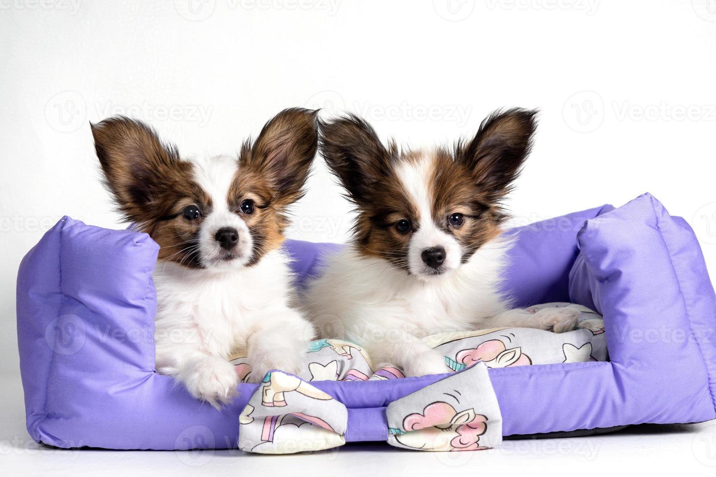 Zwei süße Papillon-Welpen liegen auf einem Tierkissen auf weißem Hintergrund. foto