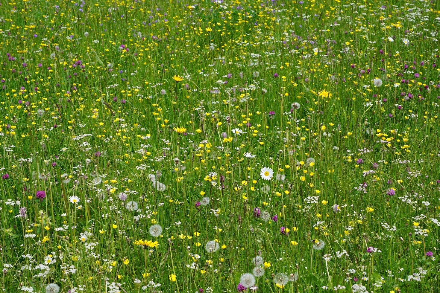 Feld mit Sommerblumen foto