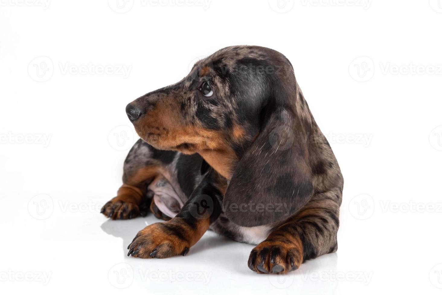 Der neugierige Marmordachshund-Welpe blickt nach vorne und neigt den Kopf, der auf dem weißen Hintergrund liegt foto