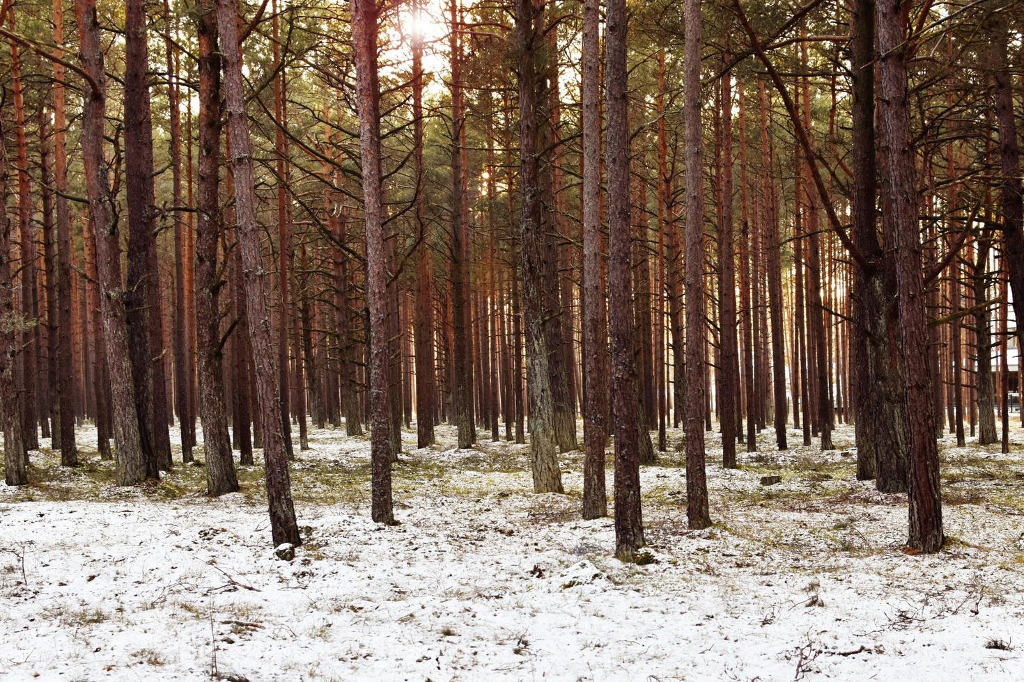 winterlicher Kiefernwald foto