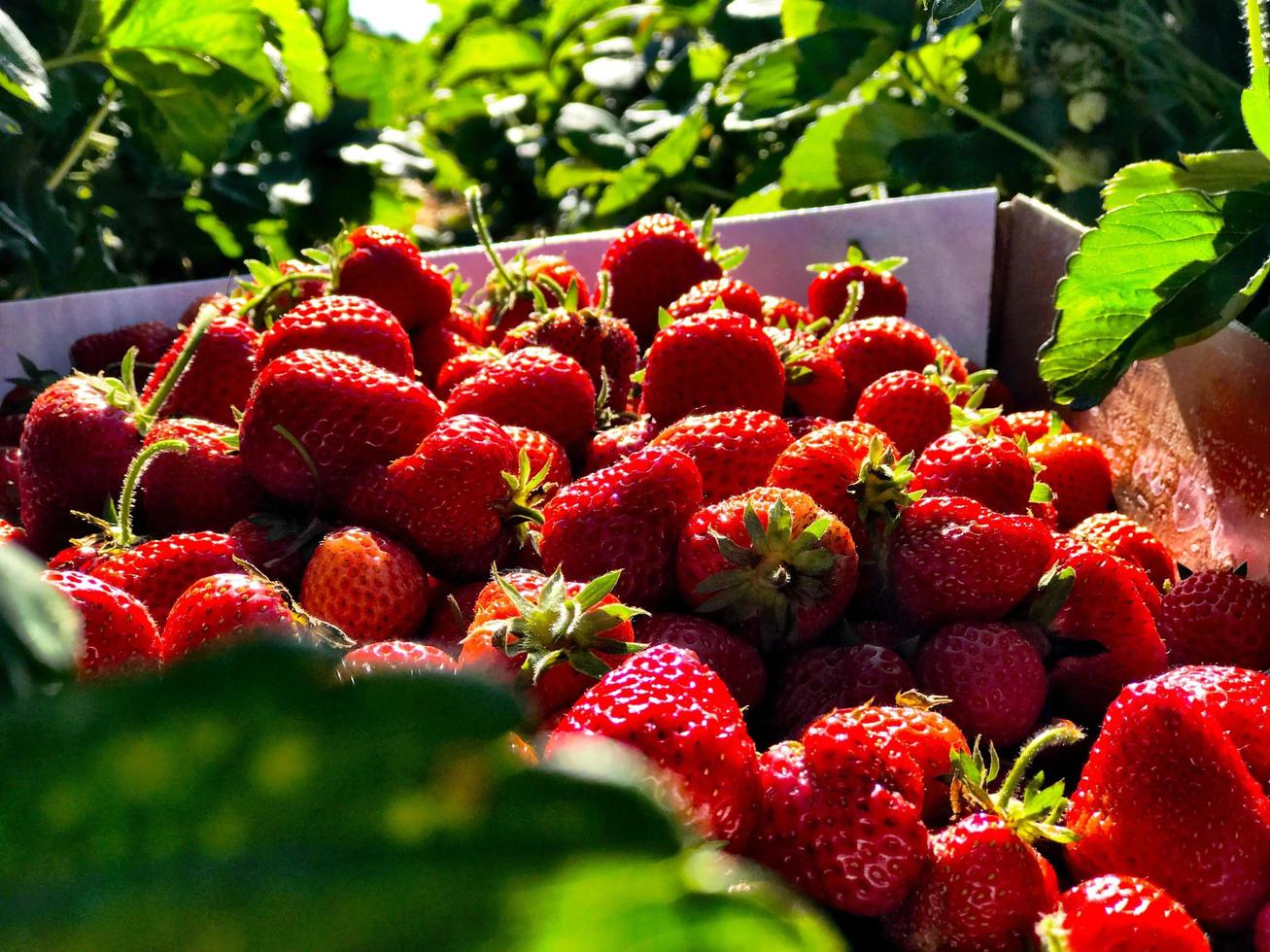 frisch gepflückte Erdbeeren foto