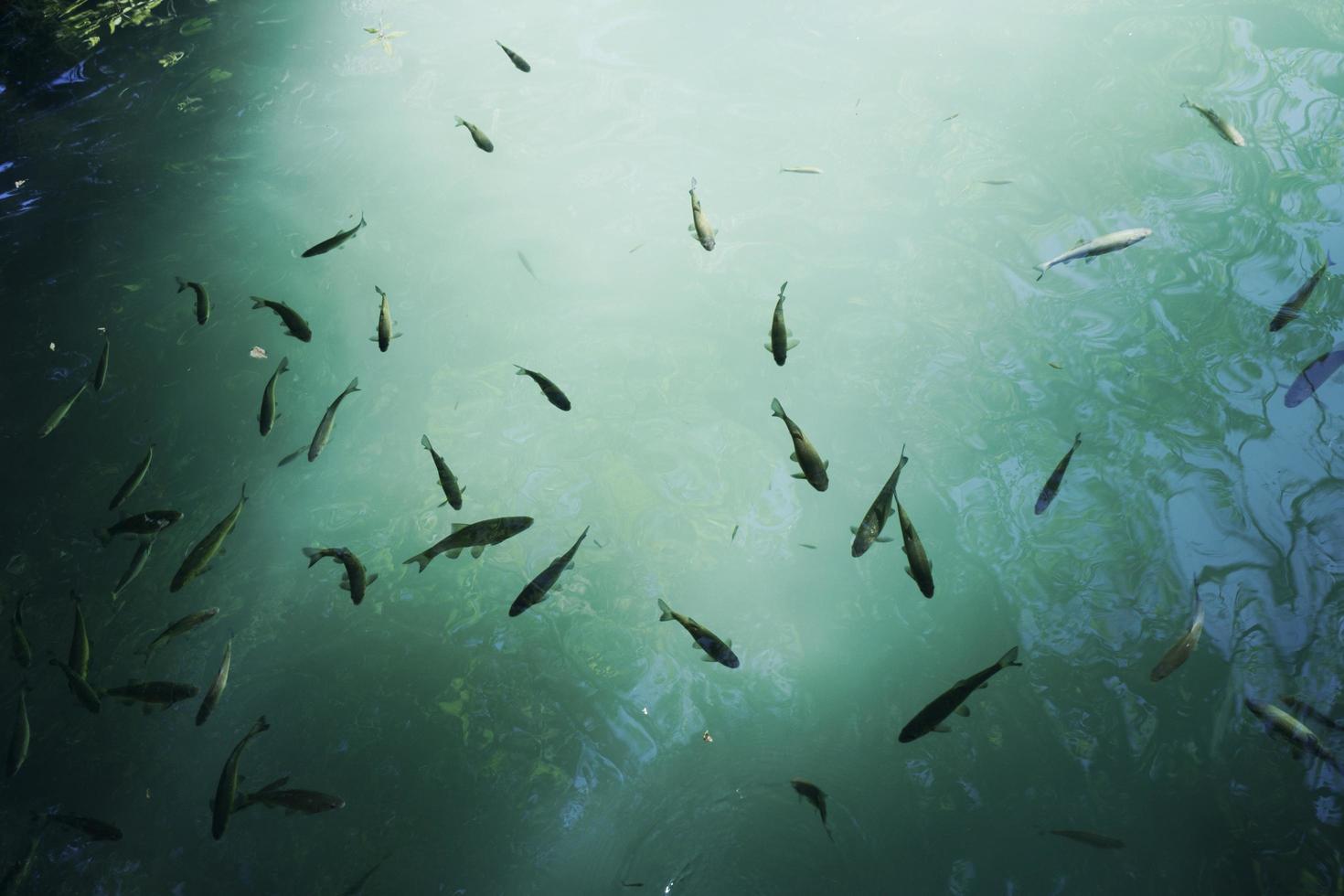 Fische schwimmen im Wasser foto
