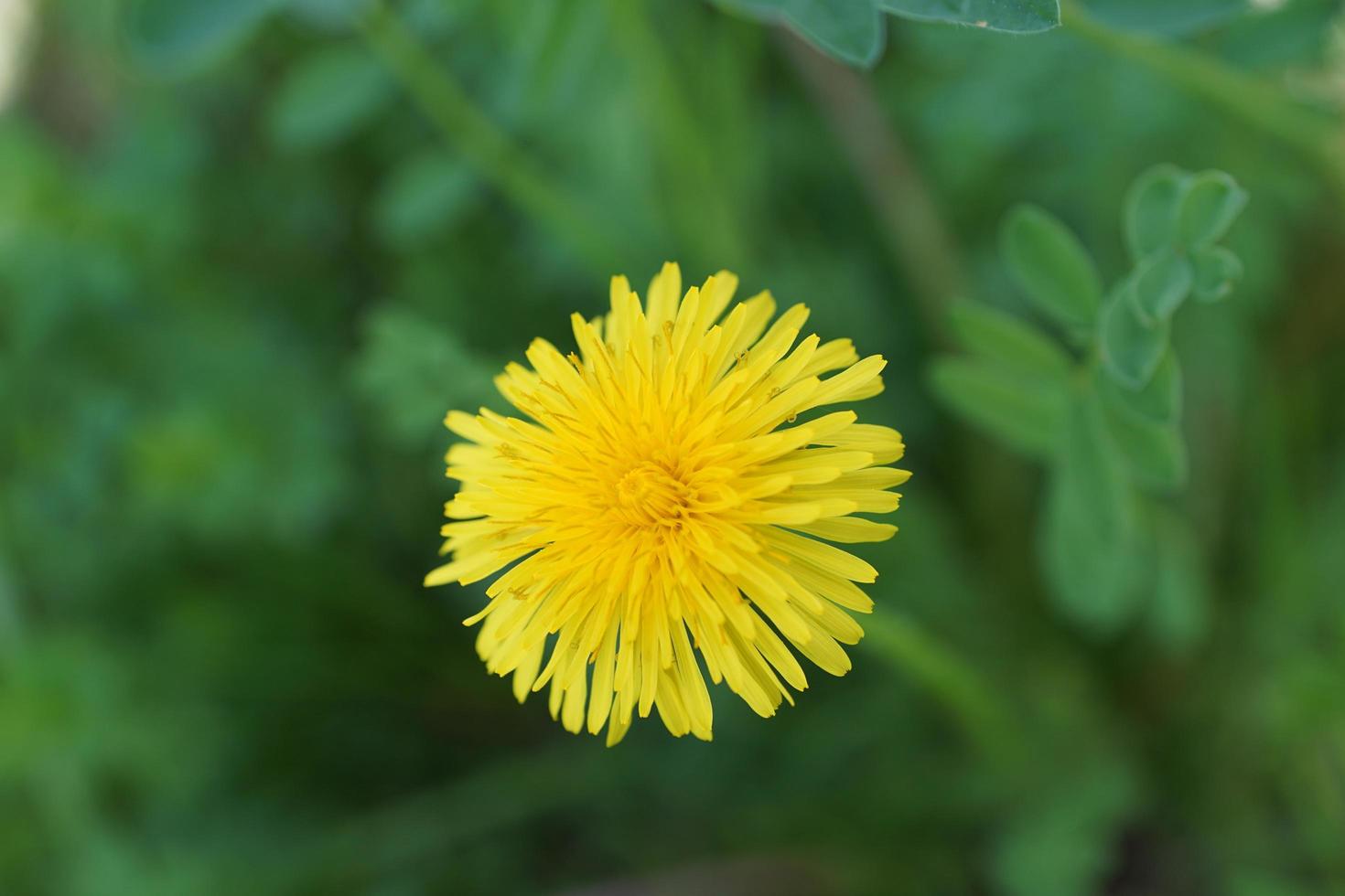 gelber Löwenzahn im Sommer foto