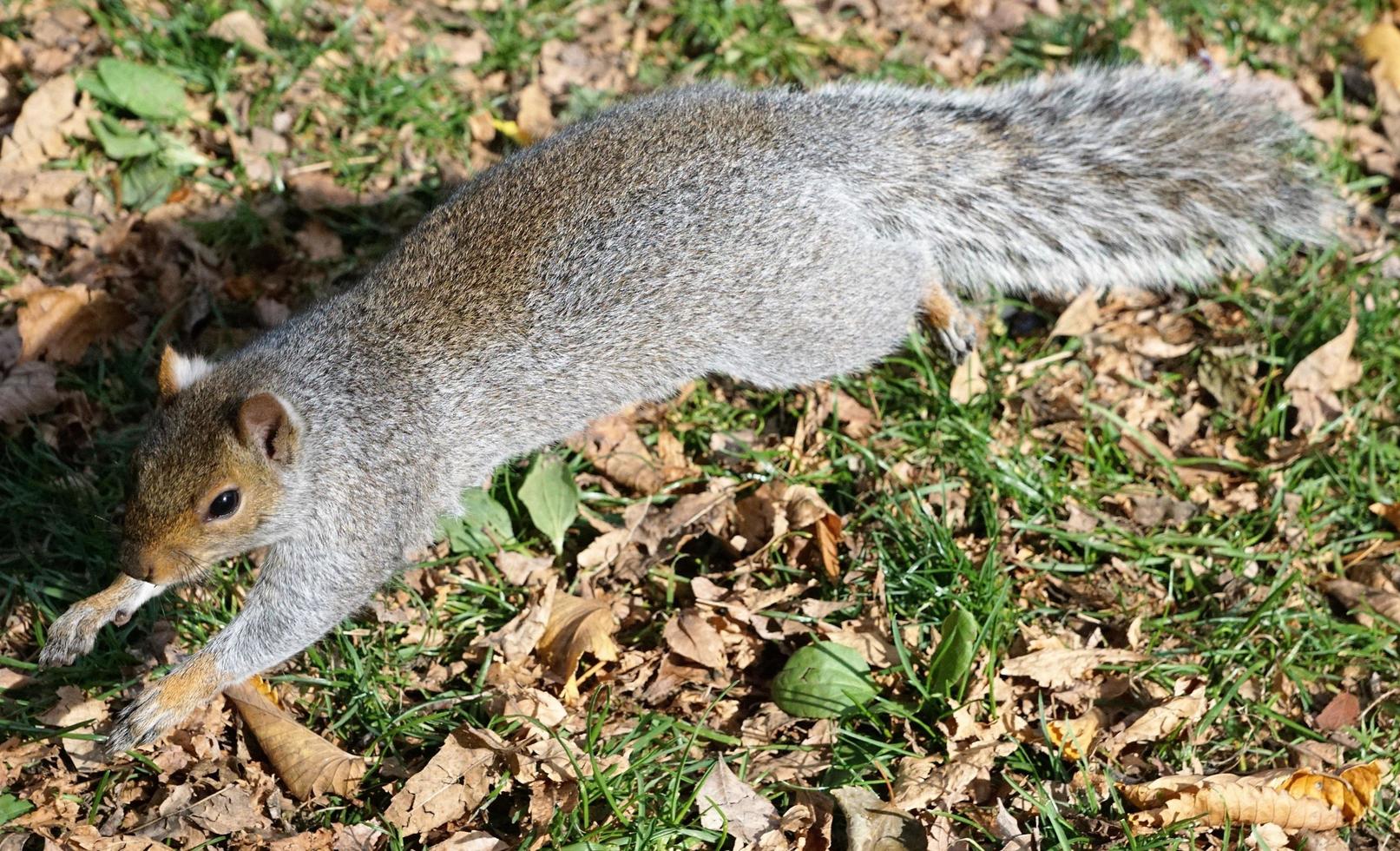 Eichhörnchen im Park foto