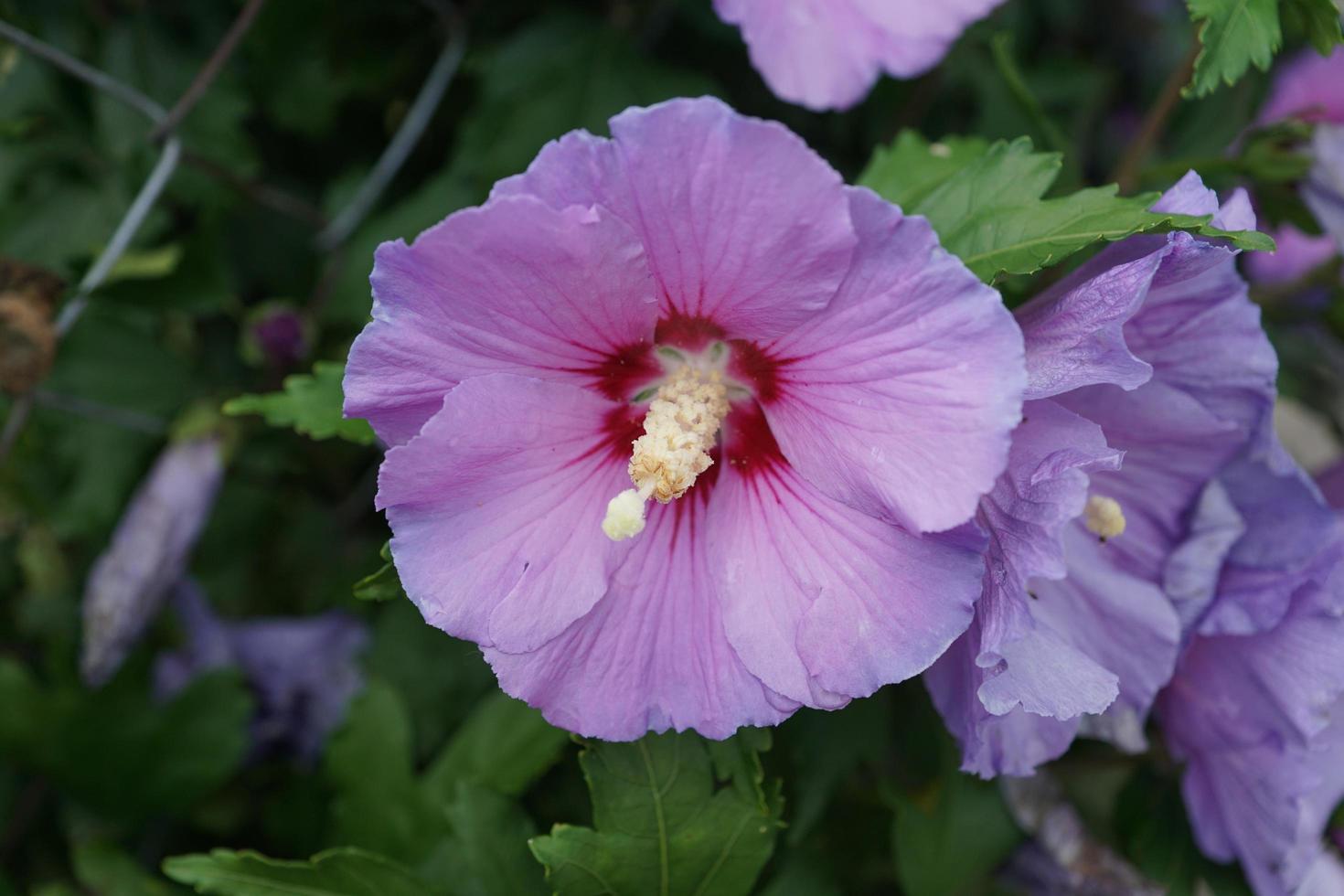 Hibiskus im Sommer foto