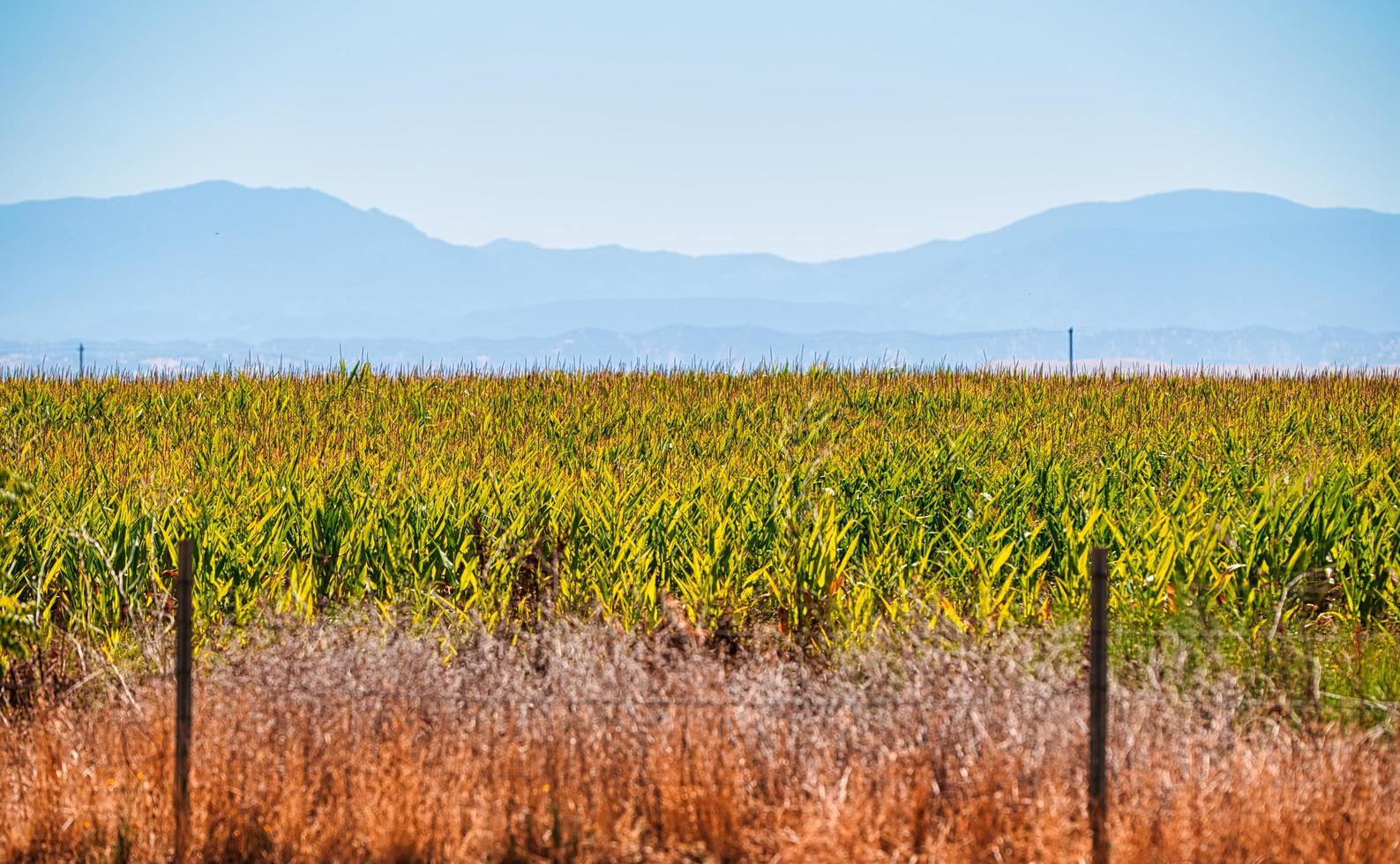Maisfelder in Kalifornien foto