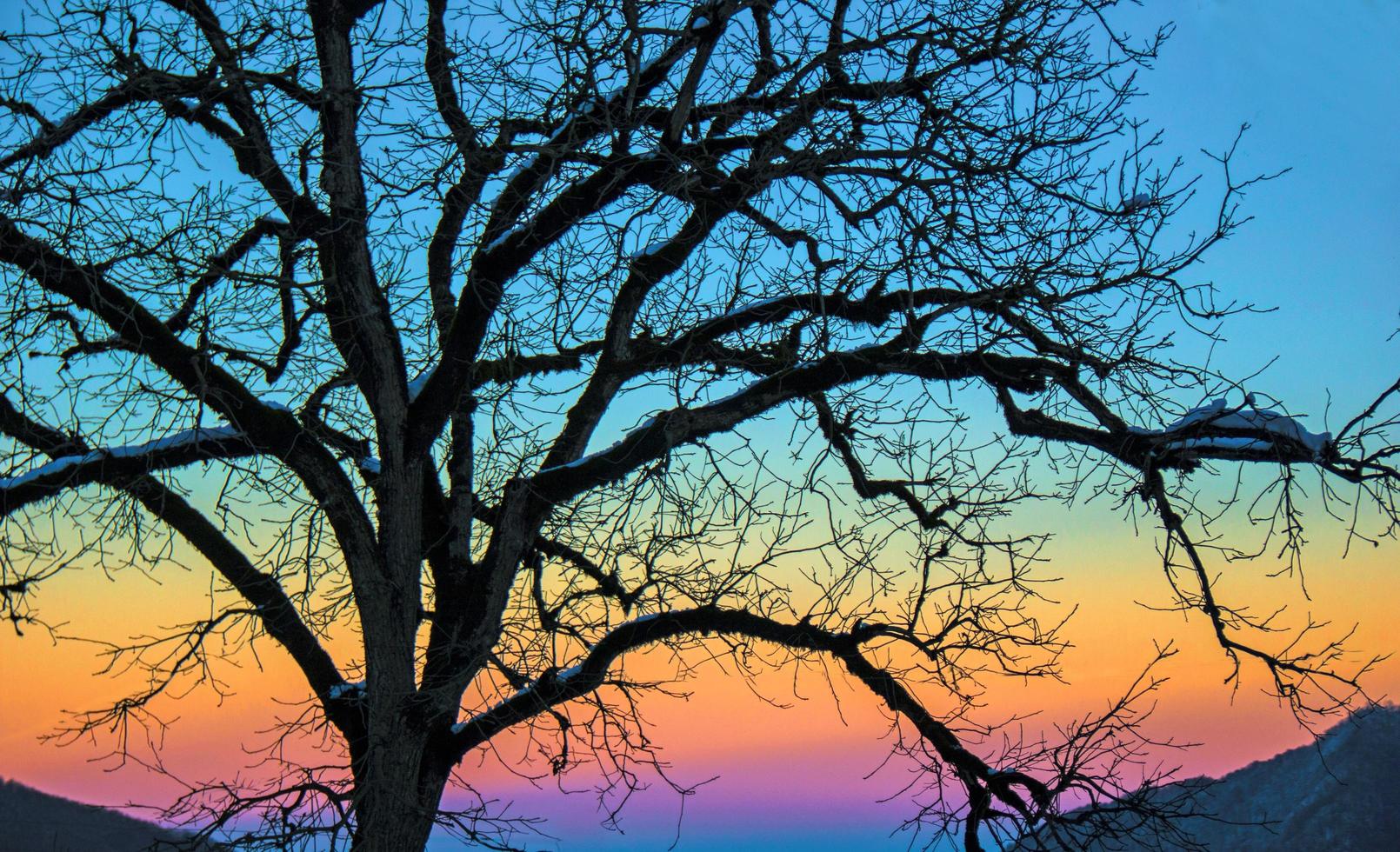 Sonnenuntergang und der einsame Baum foto
