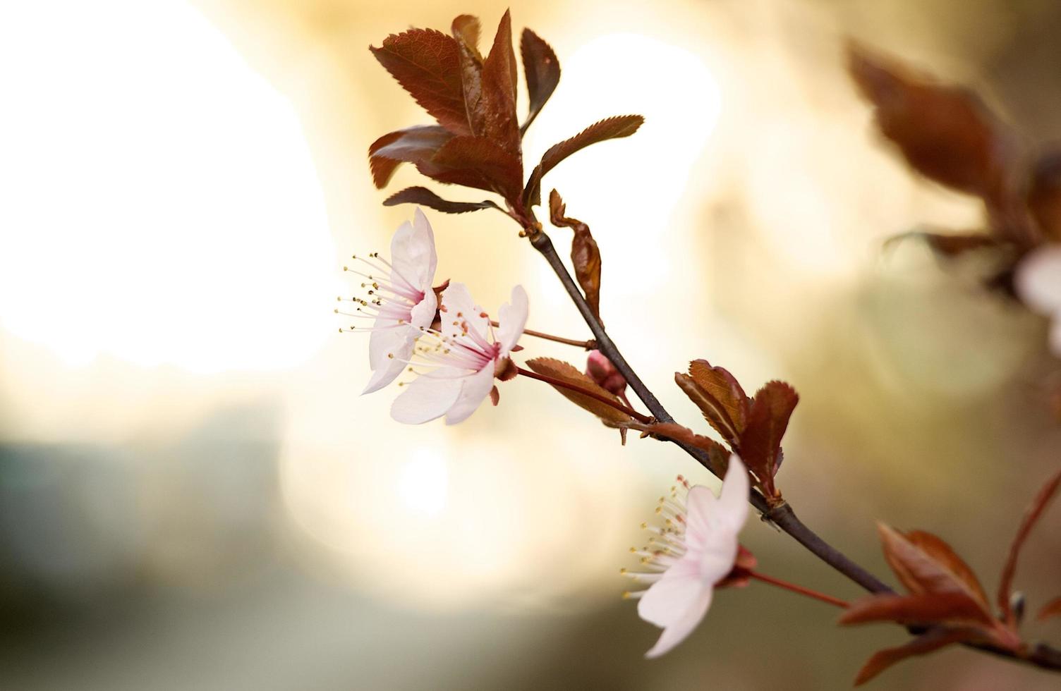 Pastell Wildblume in der Natur foto