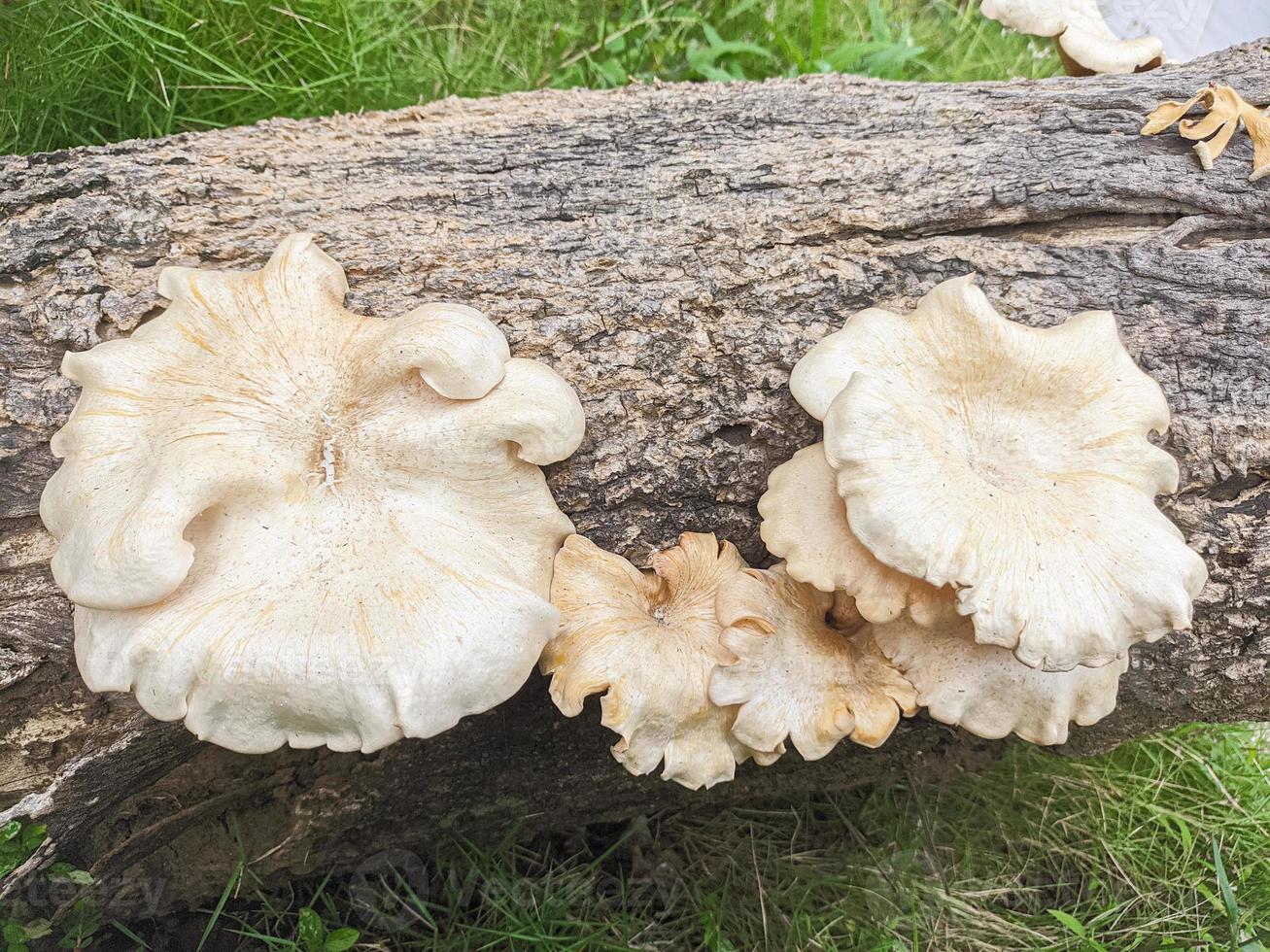 Pilze, die im Herbst im Holz wachsen. Dieser Pilz ist eine ungenießbare Pflanze, die im Herbst gedeiht foto