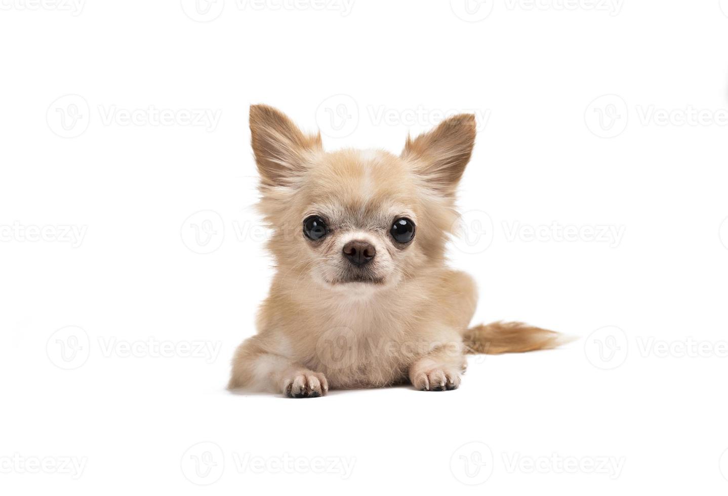 Süße kleine braune Chihuahua sitzen auf einem weißen Hintergrund. foto