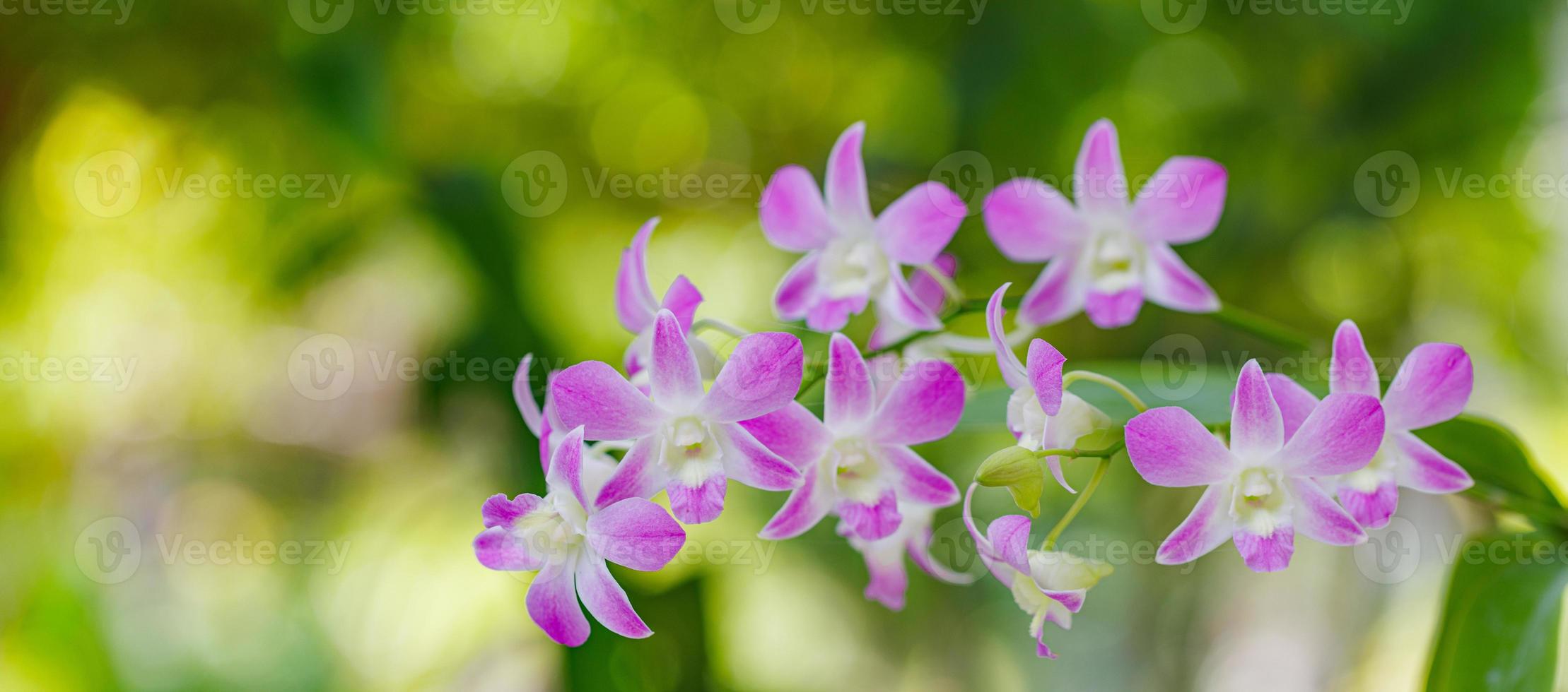 Lila rosafarbene Orchideenblumen blühen auf blauem Blatt, Naturhintergrund, Blumenform, getönter Prozess. Traumblumenromantik, Sommergarten im Freien, tropischer Wald und Blumen. Nahaufnahme blühende Blütenblätter foto