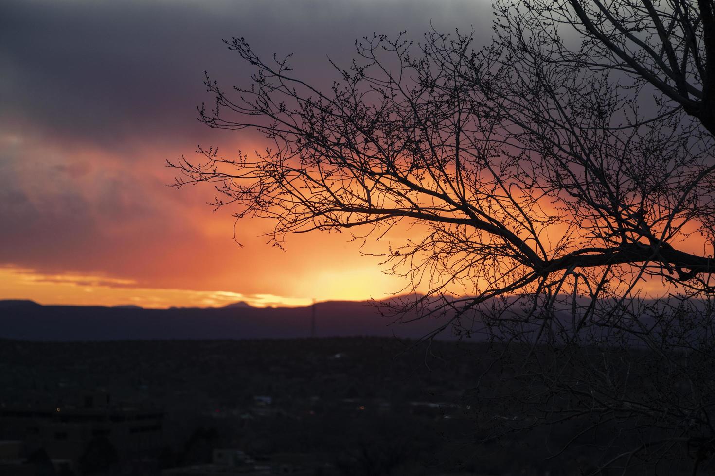 Sonnenuntergang hinter der Silhouette der Zweige foto